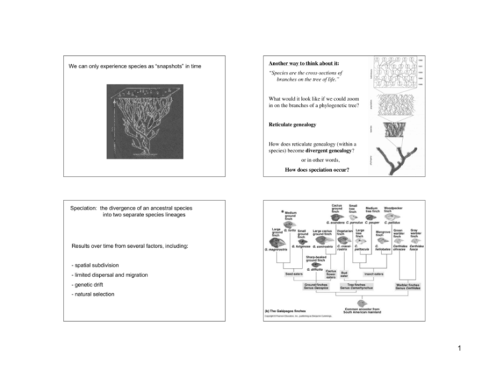 Section 16-3 the process of speciation