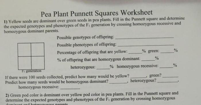 Pea plant punnett squares worksheet answer key