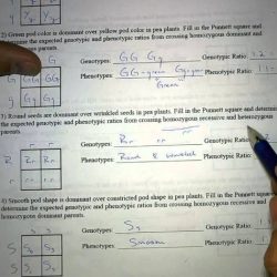 Pea plant punnett squares worksheet answer key