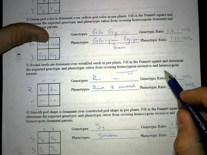 Pea plant punnett squares worksheet answer key